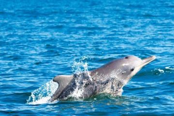 Wildlife Tour Package for 4 Days from Goa, India