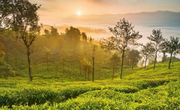 3 Days 2 Nights Coorg with Coonoor Romantic Vacation Package
