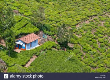 3 Days 2 Nights Coorg with Coonoor Romantic Vacation Package