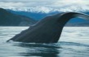 Ecstatic 5 Days 4 Nights Marlborough Tour Package