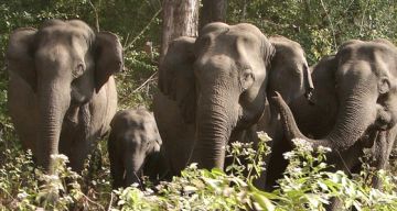 Memorable 3 Days 2 Nights Nagpur with Nagzira Holiday Package