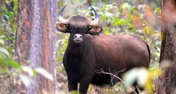 Memorable 3 Days 2 Nights Nagpur with Nagzira Holiday Package