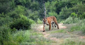 Magical 3 Days 2 Nights Nagpur with Satpura National Park Weekend Getaways Trip Package