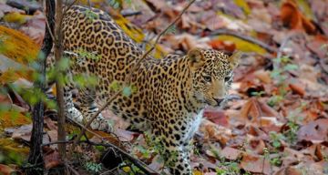 Magical 3 Days 2 Nights Nagpur with Satpura National Park Weekend Getaways Trip Package