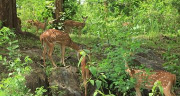 Family Getaway Wayanad Tour Package for 3 Days