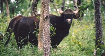 Family Getaway Wayanad Tour Package for 3 Days