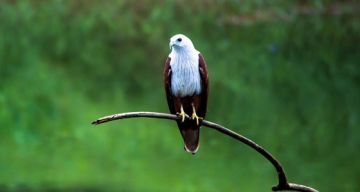 Family Getaway 3 Days Thattekad Holiday Package