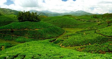 Cochin and Munnar Tour Package from Cochin