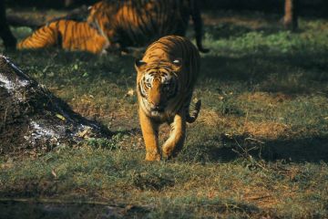 Pleasurable 3 Days Delhi to Jim Corbett Holiday Package