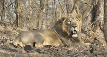 Heart-warming 3 Days Gir National Park Holiday Package