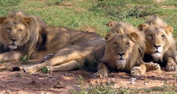 Heart-warming 3 Days Gir National Park Holiday Package