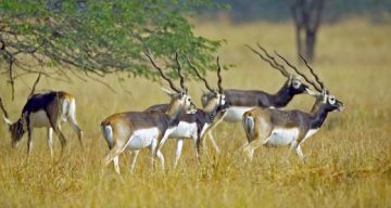 Memorable 3 Days Ahmedabad to Bhavnagar Weekend Getaways Trip Package