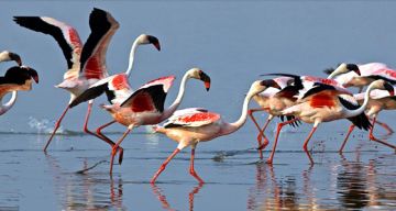 Beautiful 3 Days Ahmedabad and Dasada Weekend Getaways Tour Package