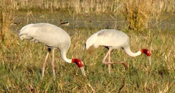 Amazing Bharatpur Tour Package for 3 Days
