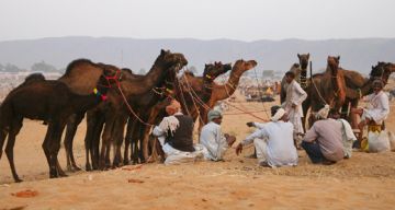 Beautiful 3 Days 2 Nights Pushkar Tour Package
