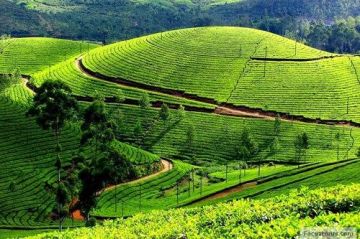 6 nights 7 days Bangalore- Coorg- Ooty  Kodaikanal  Bangalor