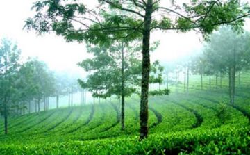 Ecstatic 3 Days Kochi to Munnar Tour Package