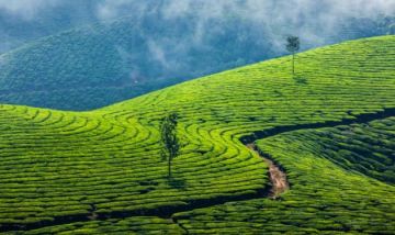 4 Days 3 Nights Kochi to Munnar Nature Vacation Package