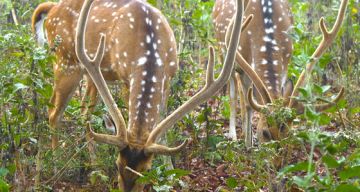 Heart-warming 3 Days 2 Nights Nagarhole Trip Package