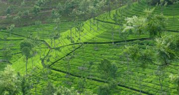 Beautiful 3 Days Bangalore to Coonoor Hill Stations Trip Package