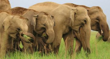 Best Corbett National Park Tour Package for 3 Days 2 Nights