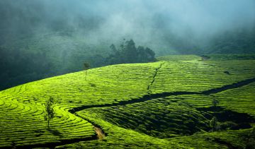 Beautiful 6 Days Kerala, India to Munnar Luxury Vacation Package