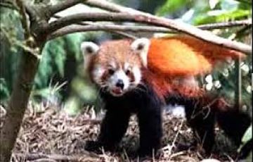 Best Darjeeling Friends Tour Package for 4 Days