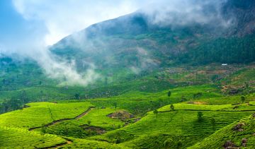 Ecstatic 3 Days Munnar Trip Package