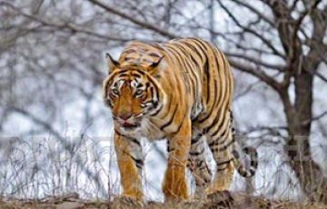 Family Getaway 3 Days 2 Nights Ranthmbhore NAtional Park Vacation Package