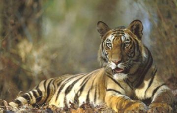 Pleasurable 3 Days 2 Nights Bandhavgarh National Park Tour Package