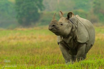 Pleasurable 3 Days 2 Nights Kaziranga National Park Trip Package