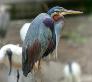 Experience Bharatpur Tour Package for 3 Days 2 Nights