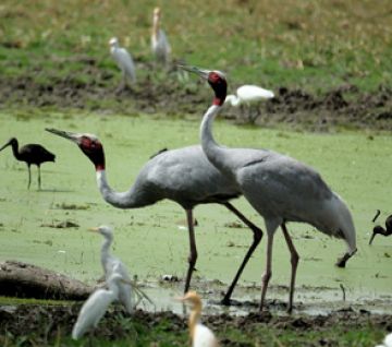 Magical Bharatpur Tour Package for 3 Days 2 Nights
