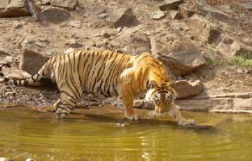 Family Getaway 3 Days 2 Nights Sawai Madhopur Trip Package