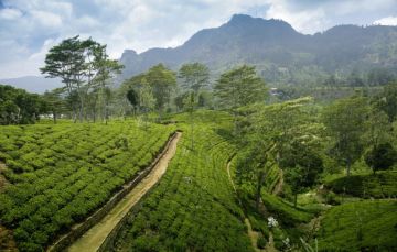 4 Days 3 Nights Kandy Religious Tour Package