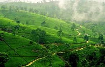 Family Getaway 6 Days 5 Nights Negombo, Kandy, Nuwara Eliya with Bentota Trip Package