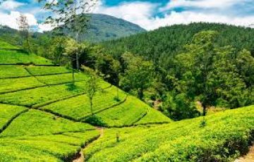Ecstatic 5 Days 4 Nights Kandy, Nuwara Eliya with Colombo Tour Package