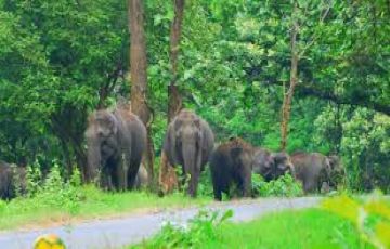 Memorable 5 Days Mysuru and Ooty Hill Stations Trip Package