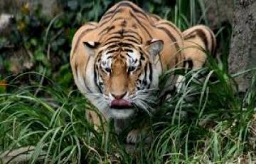 Memorable 5 Days Mysuru and Ooty Hill Stations Trip Package