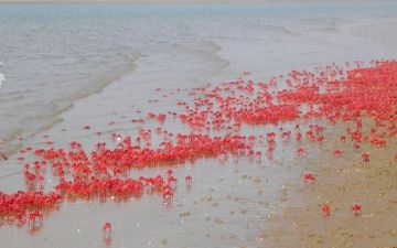 Family Getaway 3 Days Kolkata to MONDARMONI Tour Package