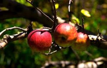 Memorable Shimla Offbeat Tour Package for 6 Days 5 Nights from Delhi