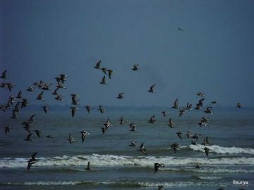 Best Bakkhali Tour Package for 3 Days 2 Nights