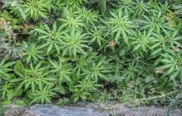 Experience 6 Days Delhi to Kasol Trip Package