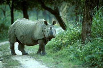 6 Days KAZIRANGA, SHILLONG and CHERRAPUNJEE Wildlife Trip Package