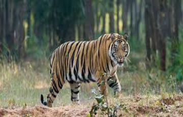 6 Days KAZIRANGA, SHILLONG and CHERRAPUNJEE Wildlife Trip Package