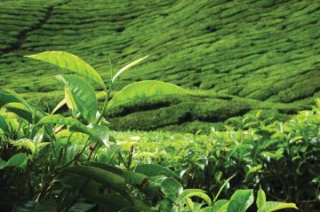 5 Days 4 Nights CHENNAI to NUWARA ELIYA Shopping Trip Package