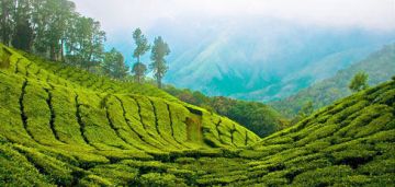 6 Days 5 Nights Munnar, Ooty with Kodaikanal Family Tour Package