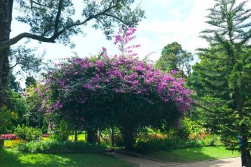 Beautiful 4 Days 3 Nights COLOMBO and KANDY Trip Package