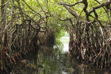 5 Days 4 Nights CHENNAI to COLOMBO Nature Trip Package