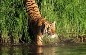 Magical 3 Days Kolkata to Sundarban Vacation Package